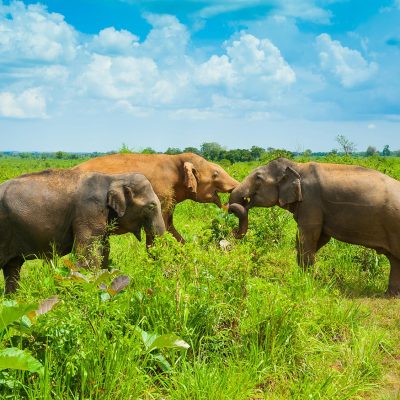 Wildlife Safari Tours in Sri Lanka