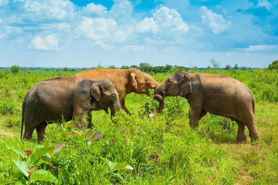 Wildlife Safari Tours in Sri Lanka