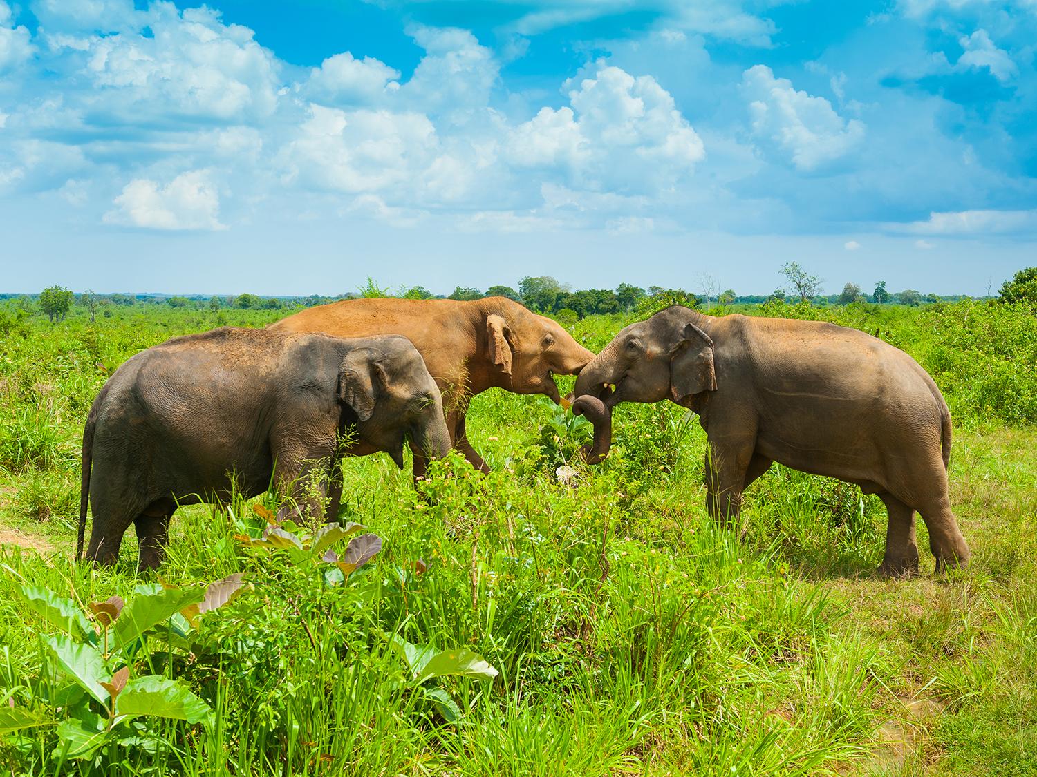 Wildlife Safari Tours in Sri Lanka